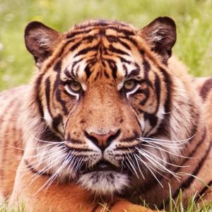 Tiger Dream Interpretation-b
